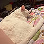 cat, white_cat, sleeping, feline, pet, indoor, blanket, patterned_blanket, cozy, relaxation, fur, tail, animal, mammal, resting, home, furniture, clutter, comfort, soft