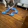 cat, pet, feeding, food, slow_feeder, blue, wooden_floor, indoor, feline, curious, treats, gray, white, floor, bowl, pet_accessory, texture, close_up, domestic_animal, home