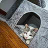 Watson a rejoint le concours — aidez-le/la à gagner de superbes lots ! cat, feline, pet, sleepy, cozy, cat_house, gray, white, wooden_floor, indoor, animal, resting, cute, fur, paw, ears, face, relaxed, home, comfort