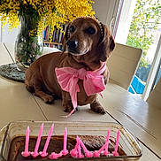 Isis a rejoint le concours — aidez-le/la à gagner de superbes lots ! dog, dachshund, pet, bow, pink_bow, pearl_headband, cake, candles, table, flowers, yellow_flowers, vase, indoor, window, chair, bookshelf, homemade_cake, birthday, celebration, decor