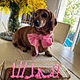dog, dachshund, pet, bow, pink_bow, pearl_headband, cake, candles, table, flowers, yellow_flowers, vase, indoor, window, chair, bookshelf, homemade_cake, birthday, celebration, decor