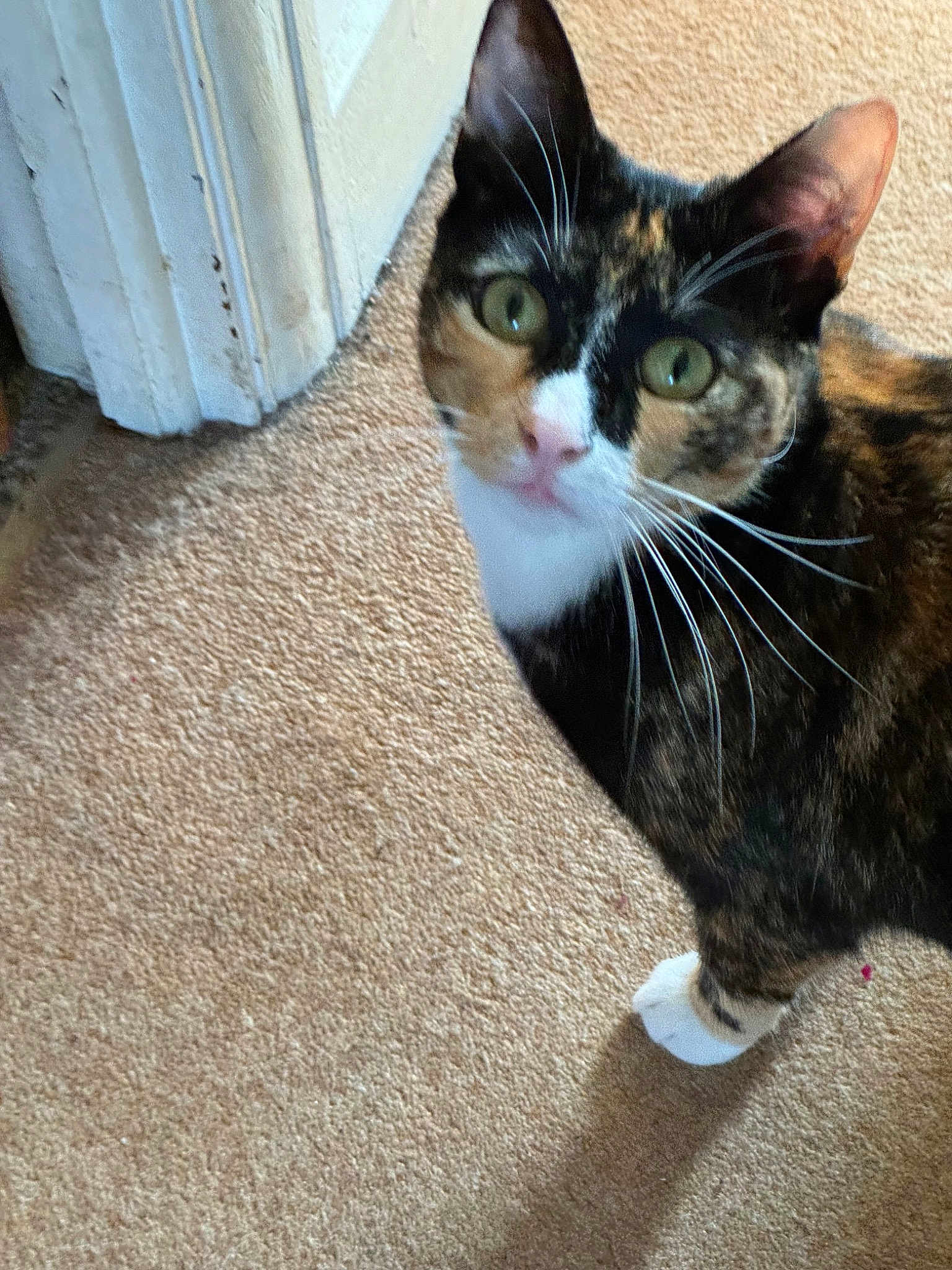 Gracie
