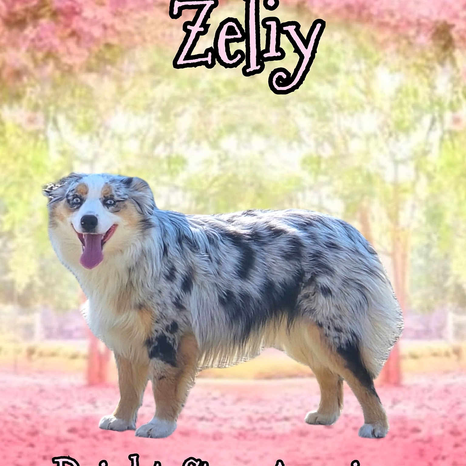 Zeliy is registered to the contest to win money with this photo: animal, canine, collie, dog, envelope, eskimodog, flower, grass, greetingcard, head, husky, mail, nature, outdoors, park, pet, plant, puppy, snout, toy