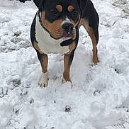Loumia participe au concours pour gagner de l'argent avec cette photo : american_bulldog, carnivoran, dog, dog_breed, dog_breed_group, dog_like_mammal, greater_swiss_mountain_dog, olde_english_bulldogge, snout, snow