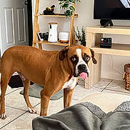 Apolo is registered to the contest to win money with this photo: dog, brown_dog, indoor, living_room, tile_floor, plant, wooden_shelf, television, blanket, door, decor, couch, pet, tongue_out, furniture, basket, camera, cord, white_markings, cute