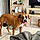 Apolo
