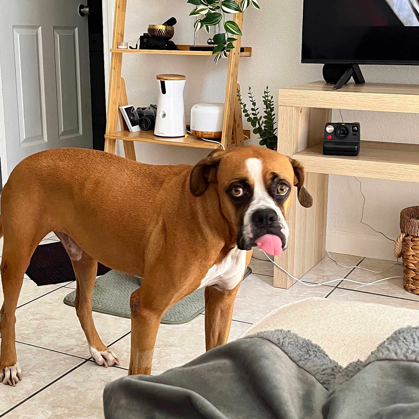 Apolo is registered to the contest to win money with this photo: dog, brown_dog, indoor, living_room, tile_floor, plant, wooden_shelf, television, blanket, door, decor, couch, pet, tongue_out, furniture, basket, camera, cord, white_markings, cute