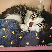 Bootsie is registered to the contest to win money with this photo: cat, pet_bed, yellow_eyes, fur, whiskers, indoor, resting, cozy, sleepy, animal, tabby, cute, mammal, paw_prints, soft, relaxed, closeup, feline, domestic, comfort