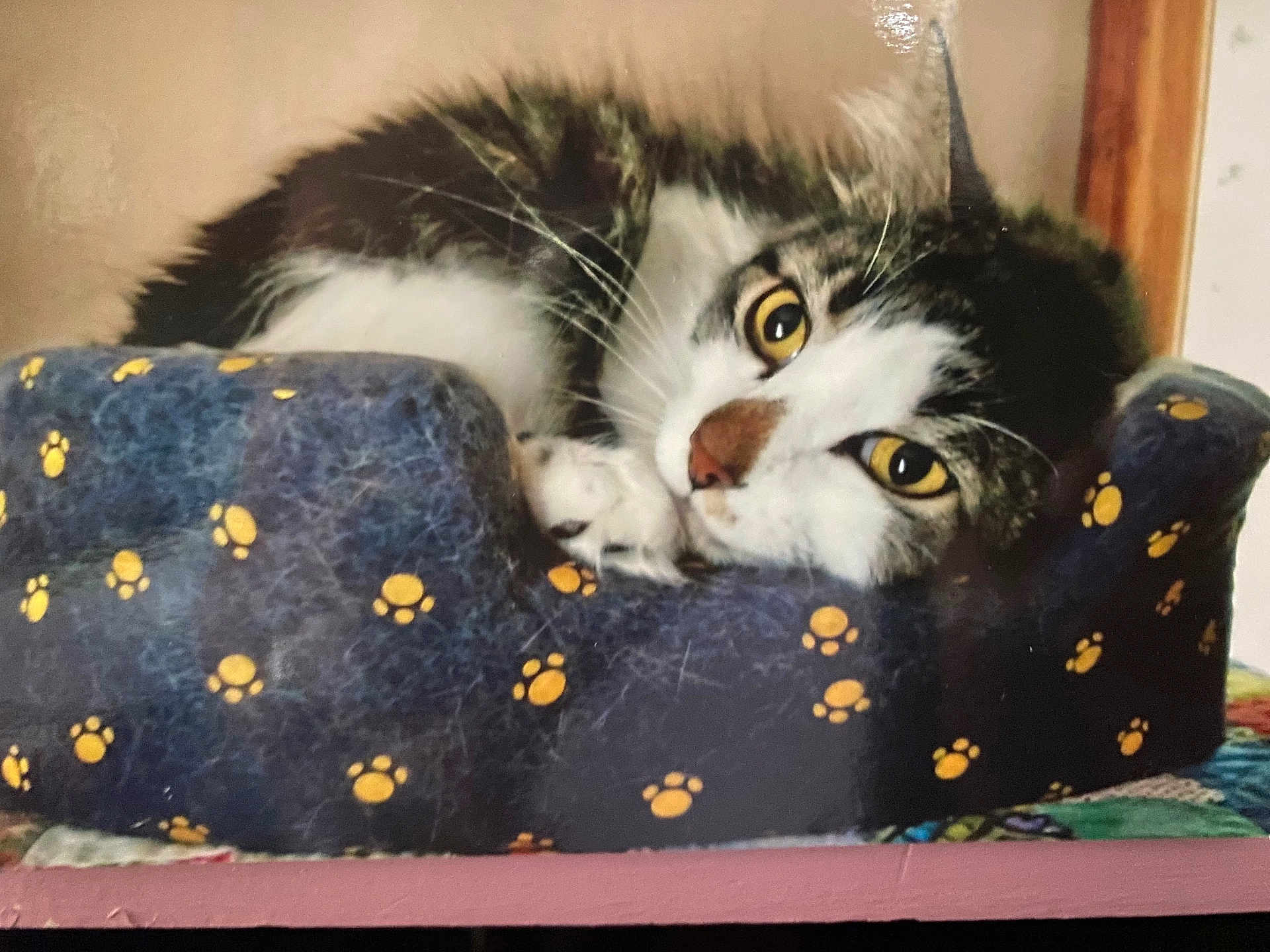 Bootsie is registered to the contest to win money with this photo: cat, pet_bed, yellow_eyes, fur, whiskers, indoor, resting, cozy, sleepy, animal, tabby, cute, mammal, paw_prints, soft, relaxed, closeup, feline, domestic, comfort