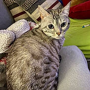 Kiki joined the competition — help win amazing prizes! cat, silver_spotted_cat, blanket, pillow, cushion, indoor, furniture, pet, animal, fur, whiskers, relaxed, cozy, domestic, tabby, cute, seated, looking, soft, home