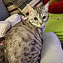 cat, silver_spotted_cat, blanket, pillow, cushion, indoor, furniture, pet, animal, fur, whiskers, relaxed, cozy, domestic, tabby, cute, seated, looking, soft, home