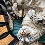 cat, blue_eyes, fluffy, upside_down, chair, cushion, wooden_chair, paw, tail, indoor, pet, curious, feline, striped, closeup, whiskers, nose, relaxed, domestic_animal, fur