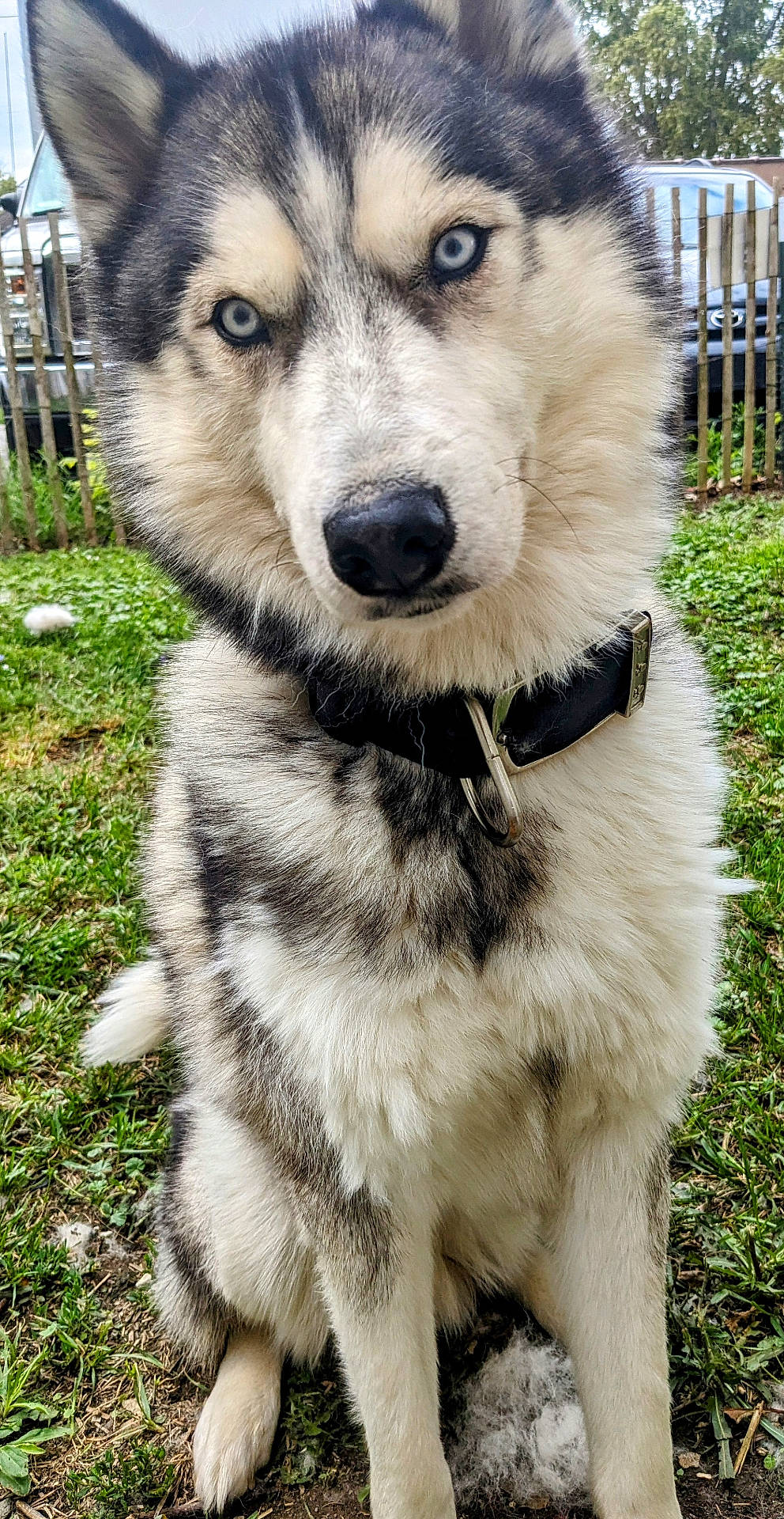 Preston is registered to the contest to win money with this photo: accessories, animal, backyard, canine, car, collar, dog, eskimodog, fence, grass, husky, nature, outdoors, pet, plant, puppy, transportation, vehicle, whitedog, yard