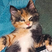 Tootsie Roll is registered to the contest to win money with this photo: kitten, calico, cat, sleepy, fluffy, towel, carpet, paw, fur, pet, animal, cute, small, relaxed, whiskers, indoor, domestic, mammal, resting, closeup