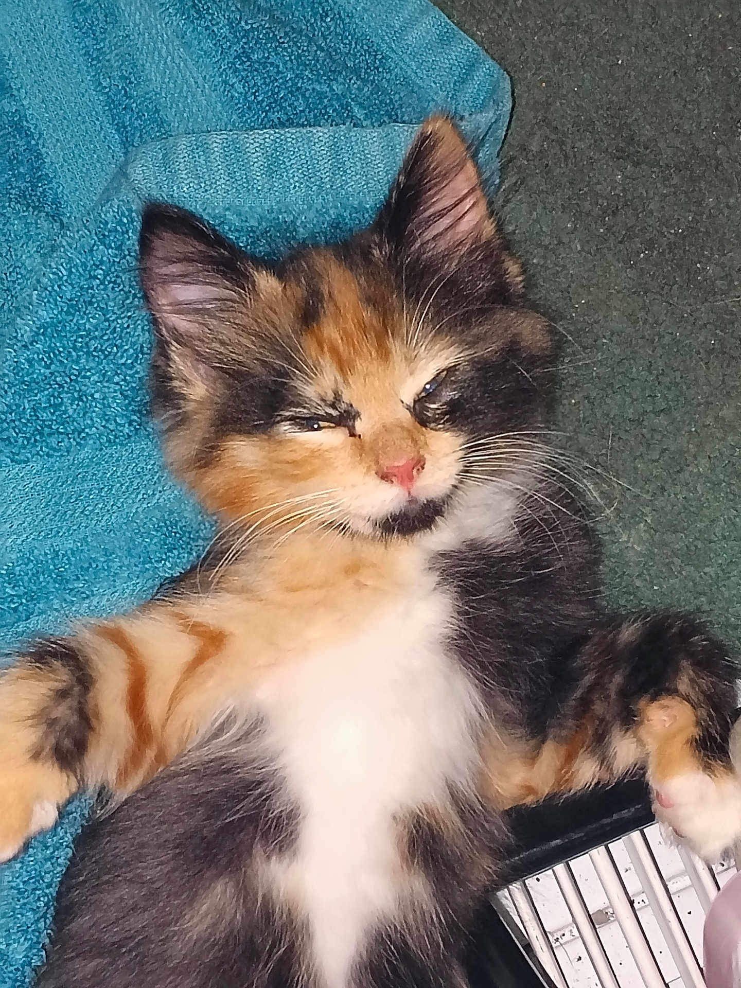 Tootsie Roll is registered to the contest to win money with this photo: kitten, calico, cat, sleepy, fluffy, towel, carpet, paw, fur, pet, animal, cute, small, relaxed, whiskers, indoor, domestic, mammal, resting, closeup