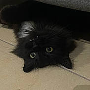 Crocmou participe au concours pour gagner de l'argent avec cette photo : cat, black_cat, fluffy, long_hair, green_eyes, pet, animal, indoor, tile_floor, lying_down, upside_down, closeup, whiskers, ears, fur, portrait, curious, dark_coat, home, photography