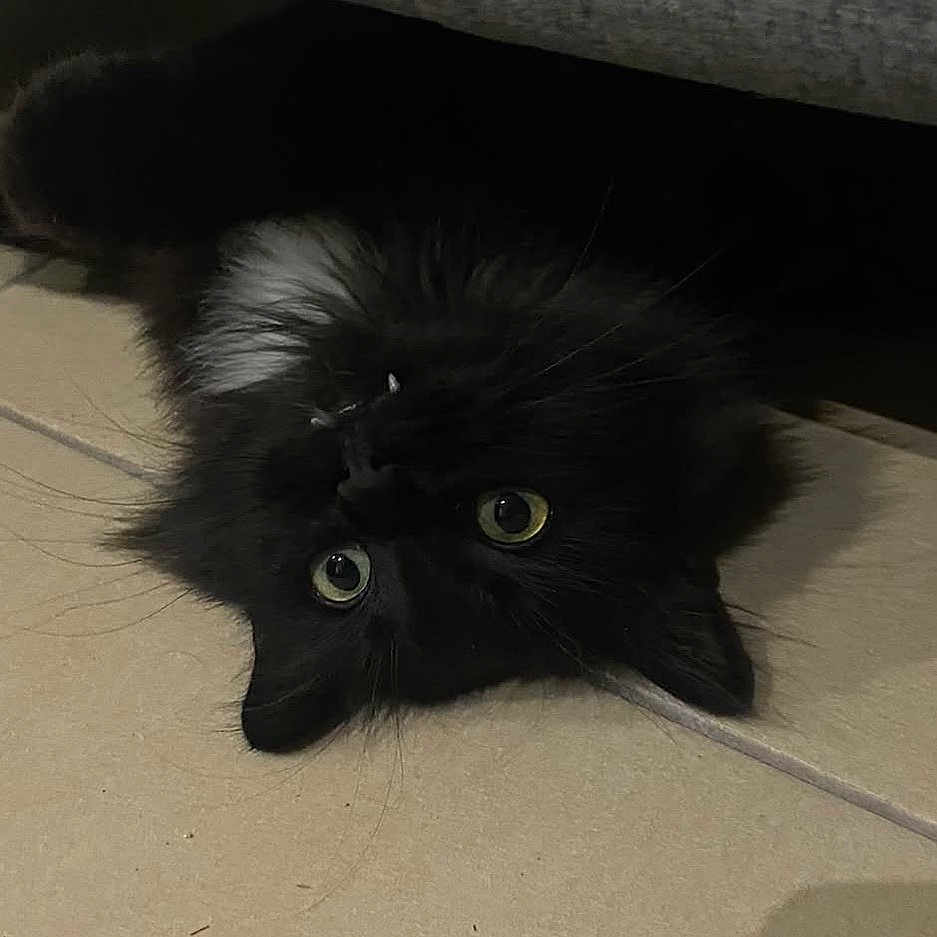 Crocmou participe au concours pour gagner de l'argent avec cette photo : cat, black_cat, fluffy, long_hair, green_eyes, pet, animal, indoor, tile_floor, lying_down, upside_down, closeup, whiskers, ears, fur, portrait, curious, dark_coat, home, photography