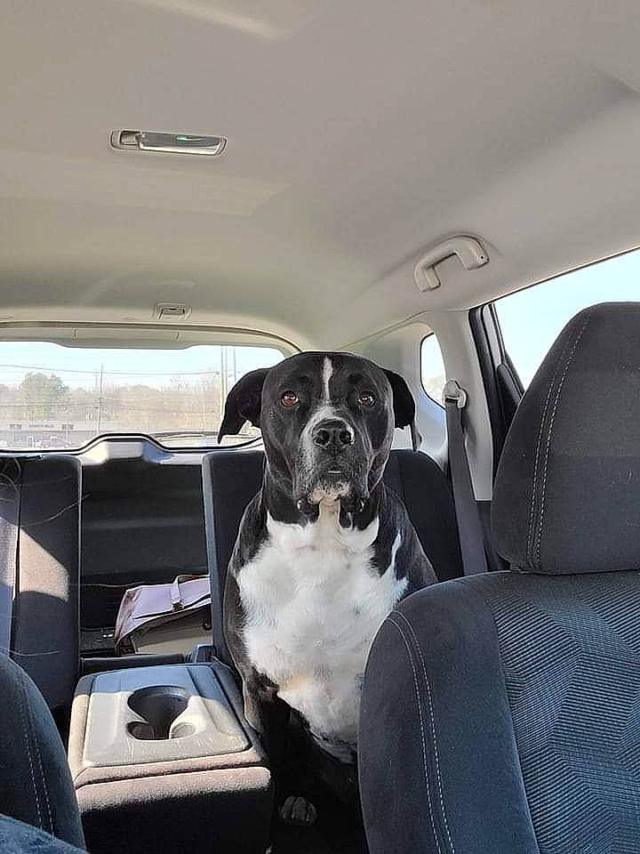 Moe joined the competition — help win amazing prizes! auto_part, automotive_design, automotive_exterior, car, car_seat, car_seat_cover, carnivore, comfort, companion_dog, dog, dog_breed, family_car, head_restraint, motor_vehicle, personal_luxury_car, sporting_group, vehicle, vehicle_door, window, windshield