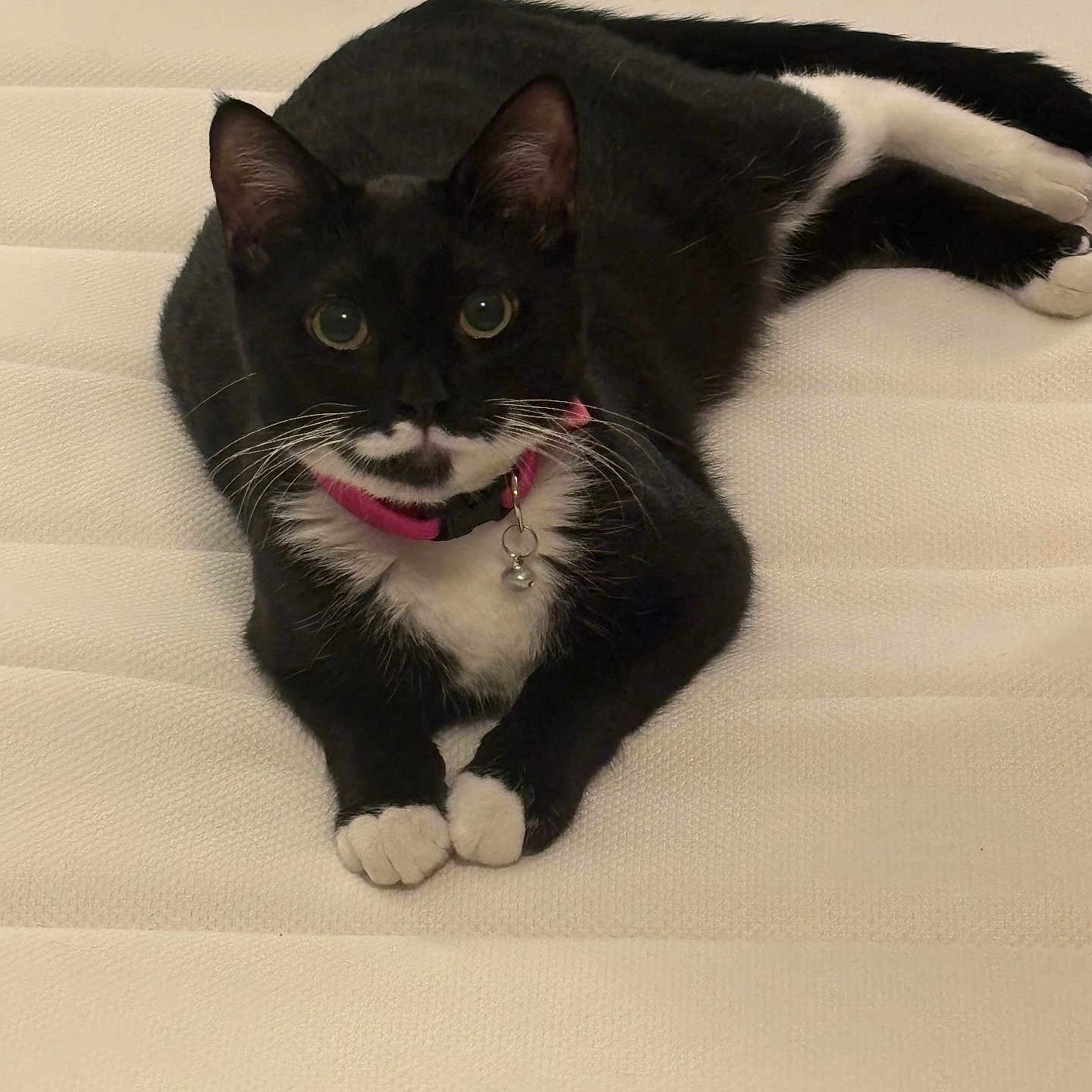 Maya