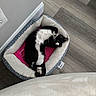 Maya is registered to the contest to win money with this photo: black_and_white, cat, cozy, curled_up, cute, domestic_animal, electrical_outlet, feline, flooring, fur, household, indoor, lounging, pet_bed, pink_cushion, playful, relaxed, resting, wall, wood_floor