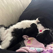 Maya is registered to the contest to win money with this photo: animal, black_and_white, blanket, cat, collar, comfort, couch, cozy, cute, domestic, fur, indoor, lying_down, pet, pillow, relaxed, resting, sleeping, soft, whiskers