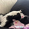 animal, black_and_white, blanket, cat, collar, comfort, couch, cozy, cute, domestic, fur, indoor, lying_down, pet, pillow, relaxed, resting, sleeping, soft, whiskers