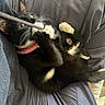 Maya is registered to the contest to win money with this photo: animal, biting, black_and_white, cat, claws, close_up, collar, cute, fabric, feline, gray, indoor, kitten, lying_down, paw_pads, pet, playing, string, whiskers, young_cat