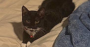 Maya is registered to the contest to win money with this photo: animal, bed, beige_bedspread, bell, black_cat, blanket, blue_blanket, cat, collar, curious, cute, ears, feline, indoor, looking_at_camera, pet, resting, tail, whiskers, white_paws