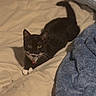 animal, bed, beige_bedspread, bell, black_cat, blanket, blue_blanket, cat, collar, curious, cute, ears, feline, indoor, looking_at_camera, pet, resting, tail, whiskers, white_paws