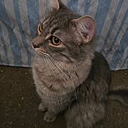 Misty is registered to the contest to win money with this photo: cat, tabby_cat, gray_cat, yellow_eyes, whiskers, fur, pet, animal, indoor, striped_background, curious, sitting, close_up, portrait, feline, cute, domestic_cat, soft_texture, side_view, looking_away