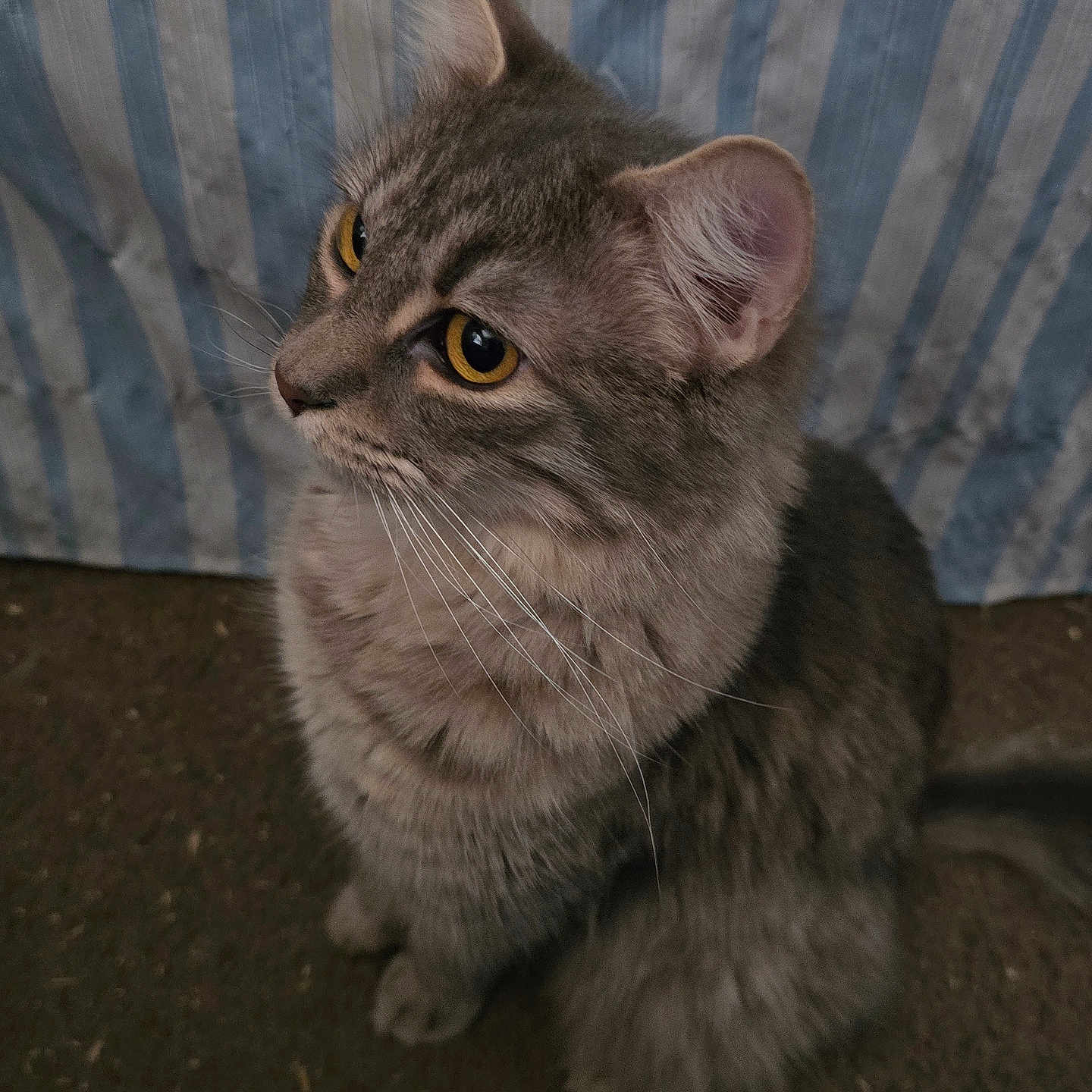 Misty is registered to the contest to win money with this photo: animal, cat, close_up, curious, cute, domestic_cat, feline, fur, gray_cat, indoor, looking_away, pet, portrait, side_view, sitting, soft_texture, striped_background, tabby_cat, whiskers, yellow_eyes