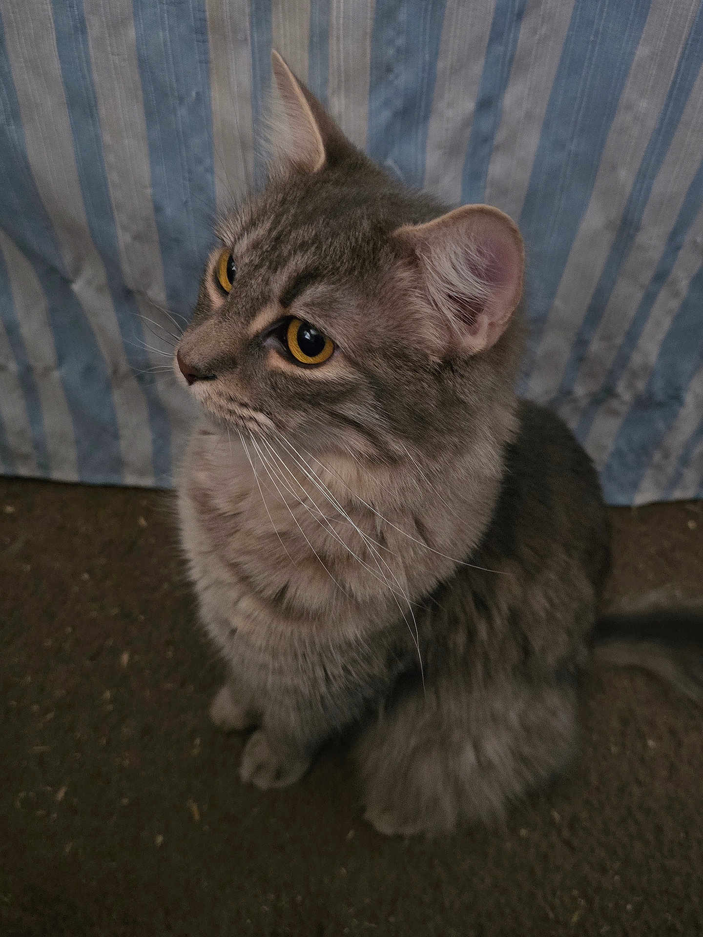 Misty is registered to the contest to win money with this photo: cat, tabby_cat, gray_cat, yellow_eyes, whiskers, fur, pet, animal, indoor, striped_background, curious, sitting, close_up, portrait, feline, cute, domestic_cat, soft_texture, side_view, looking_away