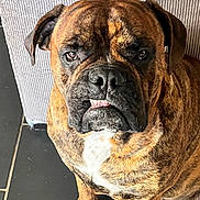 Ulk De La Fée Contis a rejoint le concours — aidez-le/la à gagner de superbes lots ! animal, brindle, canine, closeup, companion, dog, domestic_animal, ears, expression, face, floor, fur, indoor, looking, paw, pet, portrait, sitting, tile, white_chest