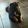 Ulk De La Fée Contis participe au concours pour gagner de l'argent avec cette photo : animal, black, brindle, brown, calm, canine, companion, dog, domestic, floor, household, indoor, laying_down, light, paw, pet, quiet, relaxed, shadow, tile