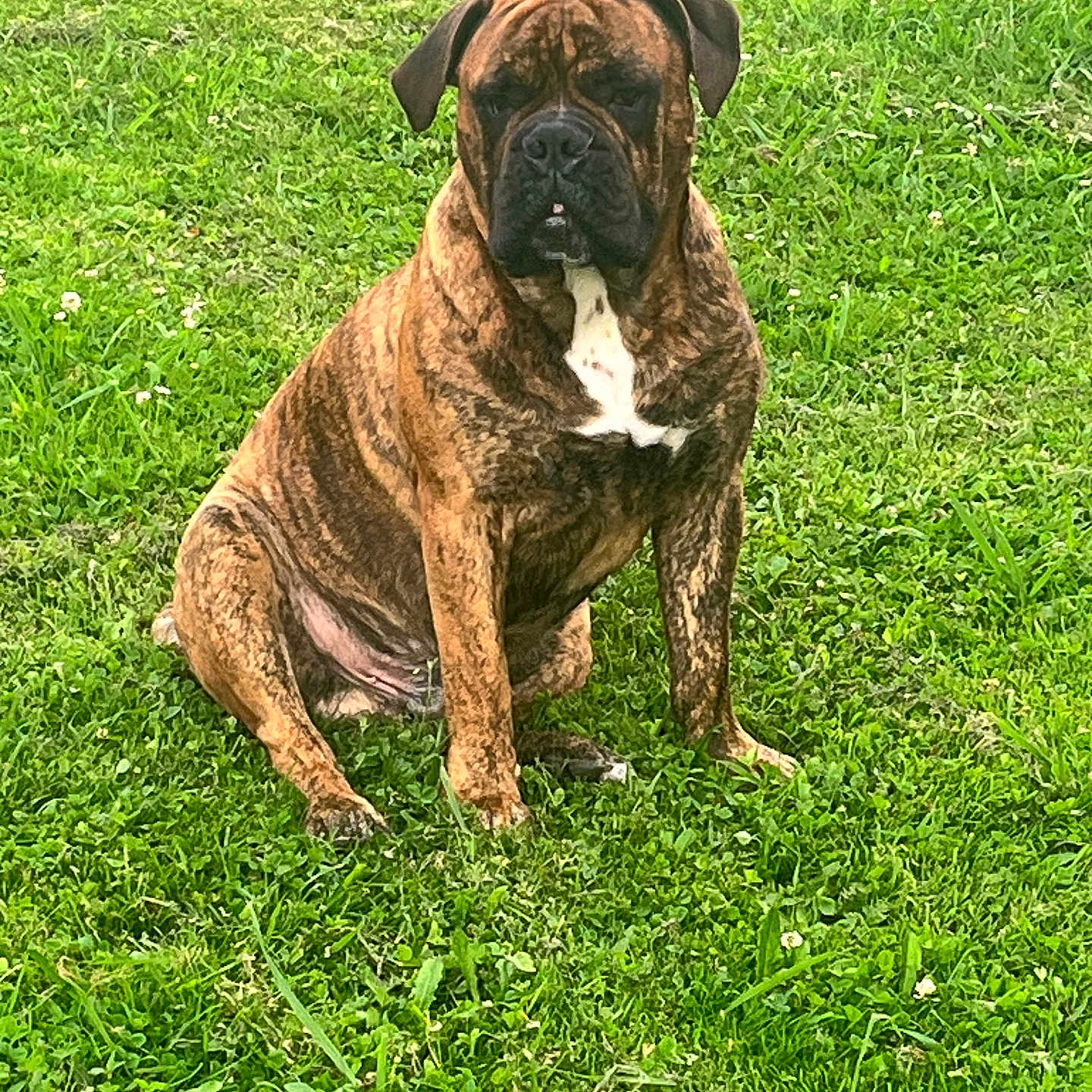 Ulk De La Fée Contis participe au concours pour gagner de l'argent avec cette photo : animal, brindle, canine, cute, daytime, dog, domestic_animal, field, fur, grass, green, leaf, mammal, nature, one_animal, outdoor, pet, portrait, relaxed, sitting