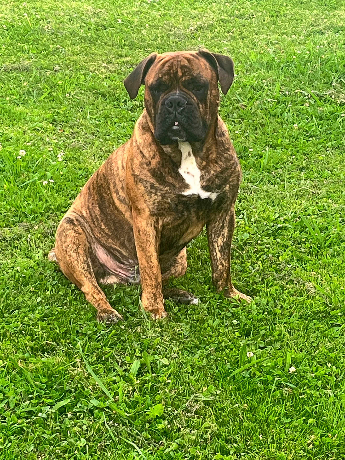 Ulk De La Fée Contis participe au concours pour gagner de l'argent avec cette photo : animal, brindle, canine, cute, daytime, dog, domestic_animal, field, fur, grass, green, leaf, mammal, nature, one_animal, outdoor, pet, portrait, relaxed, sitting