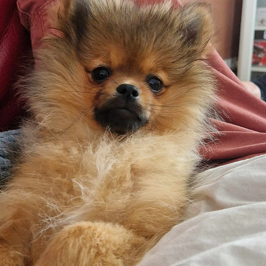 Aïko participe au concours pour gagner de l'argent avec cette photo : animal, brown, clothing, comfort, couch, cute, dog, ears, face, fluffy, fur, home, indoor, nose, person, pet, pomeranian, portrait, relaxed, sitting