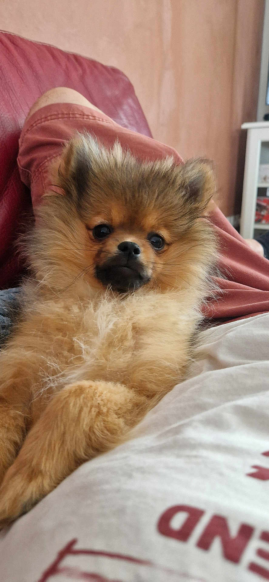 Aïko participe au concours pour gagner de l'argent avec cette photo : dog, pomeranian, fluffy, pet, indoor, couch, person, clothing, fur, relaxed, cute, brown, face, ears, nose, sitting, home, comfort, animal, portrait