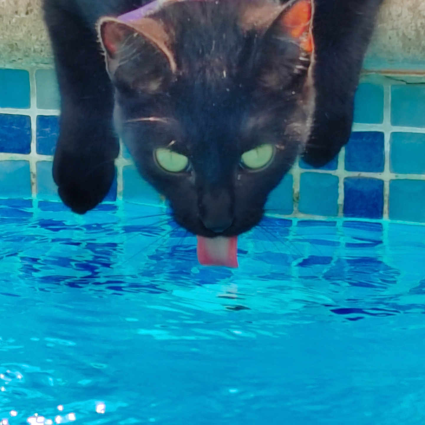Onyx participe au concours pour gagner de l'argent avec cette photo : animal, black_cat, cat, closeup, curious, drinking, feline, green_eyes, mammal, nature, outdoor, pet, pool, portrait, reflection, summer, sunlight, tile, tongue, water
