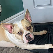 Donny joined the competition — help win amazing prizes! dog, canine, pet, indoor, floor, door, ears, brown_and_white, resting, looking, black_fabric, wooden_floor, animal, companion, cute, domestic, alert, fur, muzzle, portrait