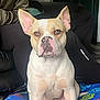 Donny is registered to the contest to win money with this photo: dog, pet, indoor, blanket, canine, ears, face, portrait, sitting, brown, white, animal, domestic_animal, floor, person, legs, clothing, couch, home, relaxed