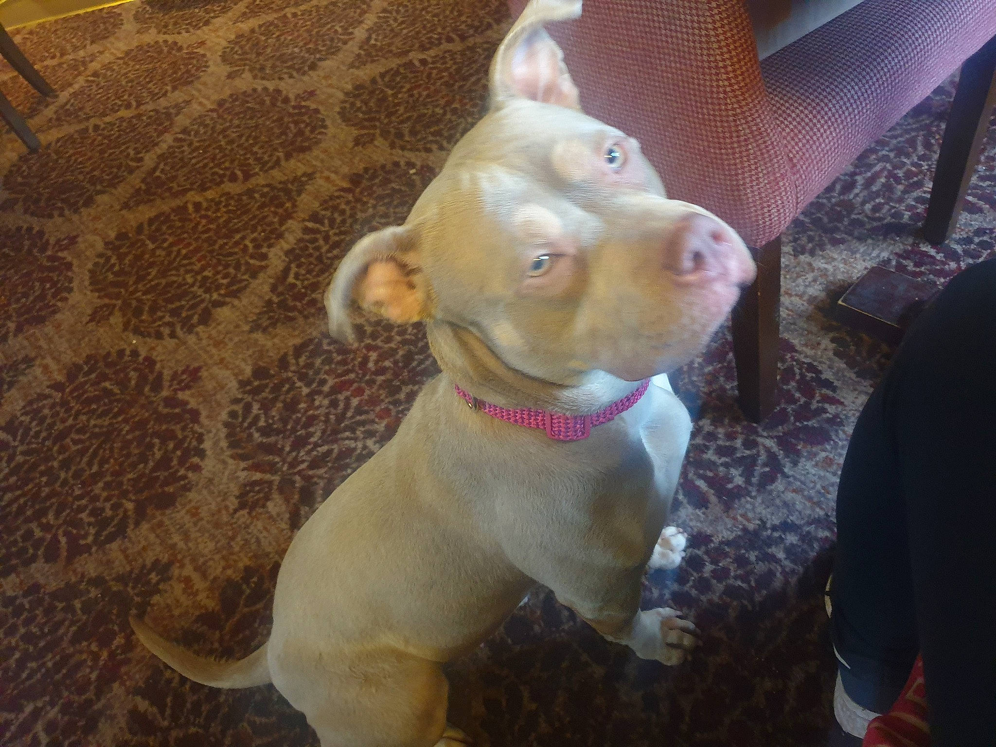 Diva is registered to the contest to win money with this photo: ancient_dog_breeds, canidae, carnivore, chair, collar, companion_dog, dog, dog_breed, dog_collar, dog_supply, ear, fawn, flooring, non_sporting_group, pet_supply, sporting_group, tail, terrestrial_animal, working_animal