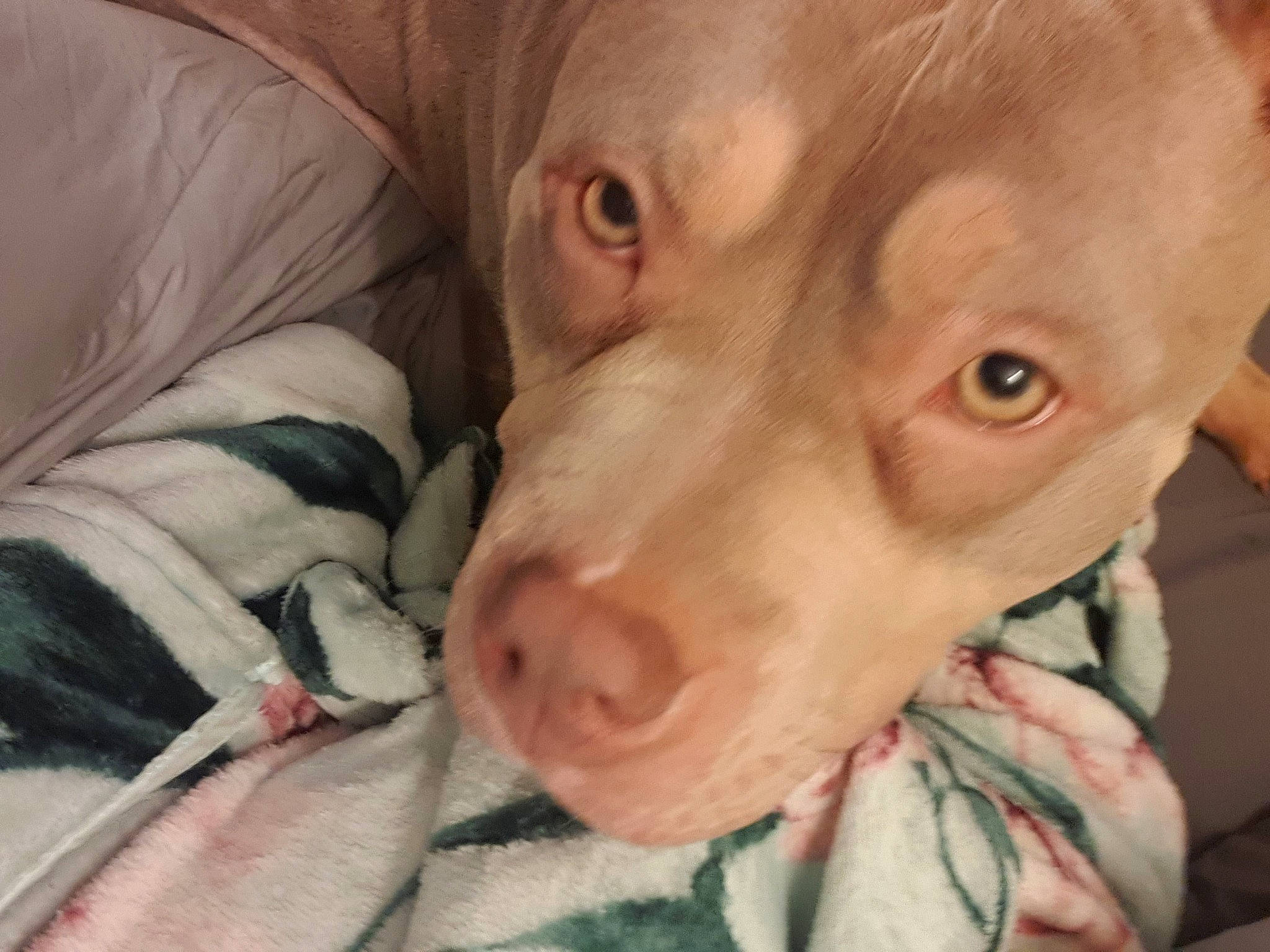 Diva joined the competition — help win amazing prizes! canidae, carnivore, comfort, companion_dog, dog, dog_breed, dogo_argentino, eyelash, fawn, fur, guard_dog, liver, selfie, sporting_group, street_dog, suidae, toy_dog, whiskers, working_animal, wrinkle