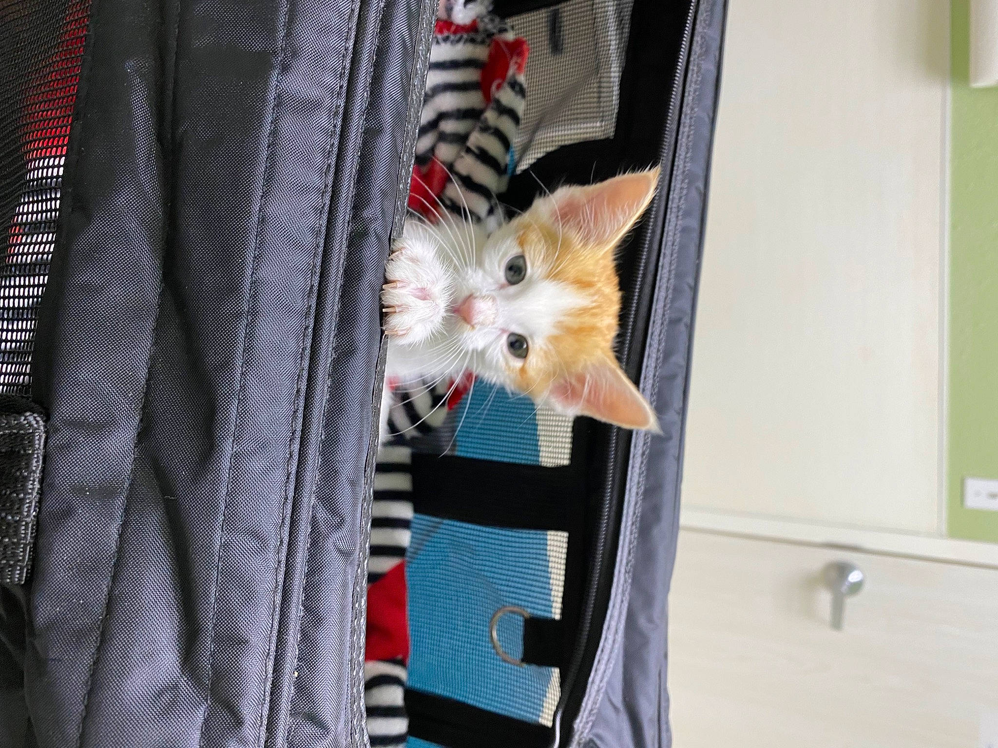 Felipe is registered to the contest to win money with this photo: canidae, carnivore, cat, companion_dog, curtain, domestic_short_haired_cat, electric_blue, fawn, felidae, fur, linens, pattern, plaid, room, service, sleeve, small_to_medium_sized_cats, tail, tartan, whiskers