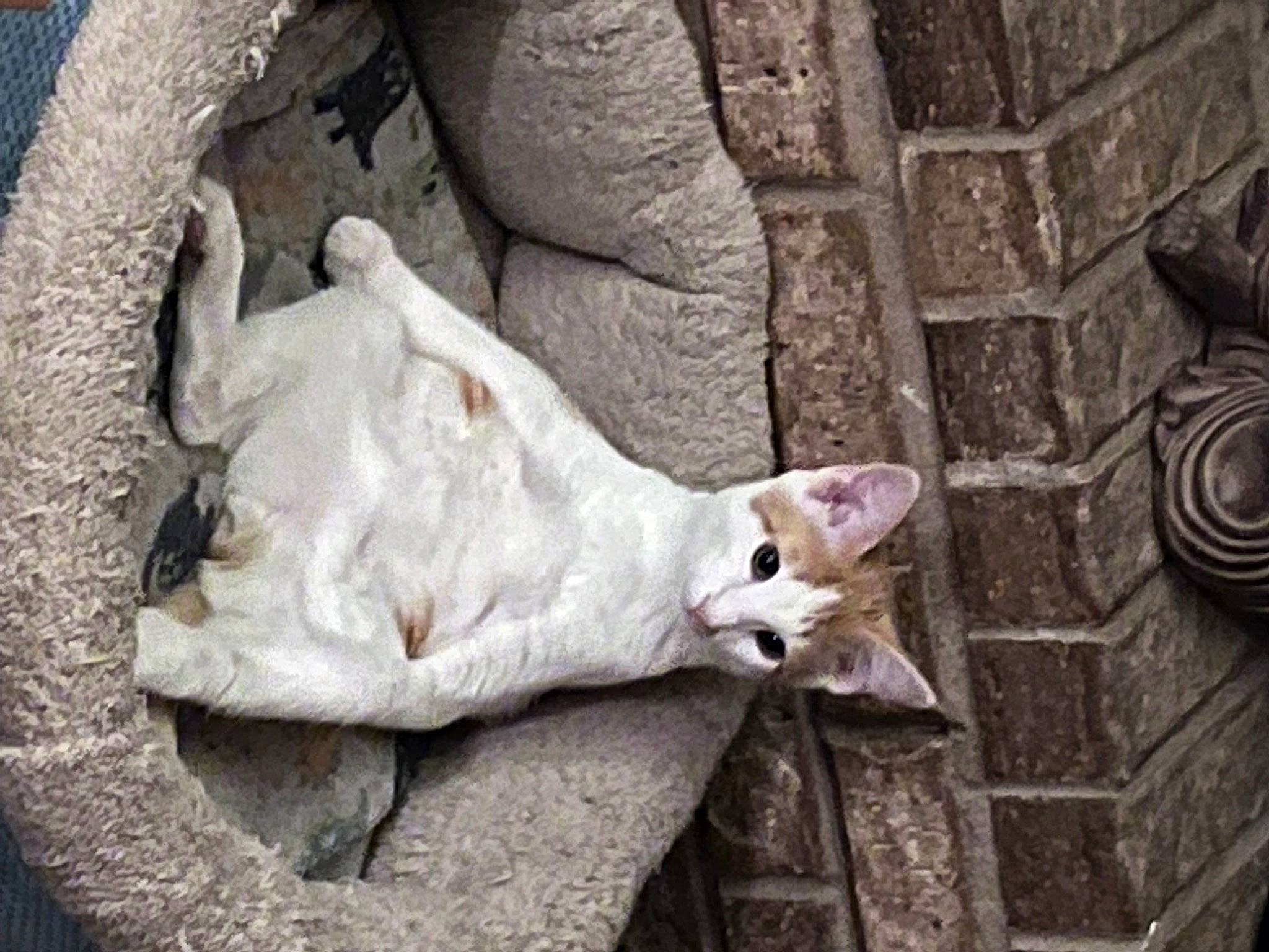 Felipe is registered to the contest to win money with this photo: canidae, carnivore, cat, comfort, dog_breed, domestic_short_haired_cat, fawn, felidae, fur, paw, small_to_medium_sized_cats, snout, street, tail, terrestrial_animal, whiskers, wildlife, wood