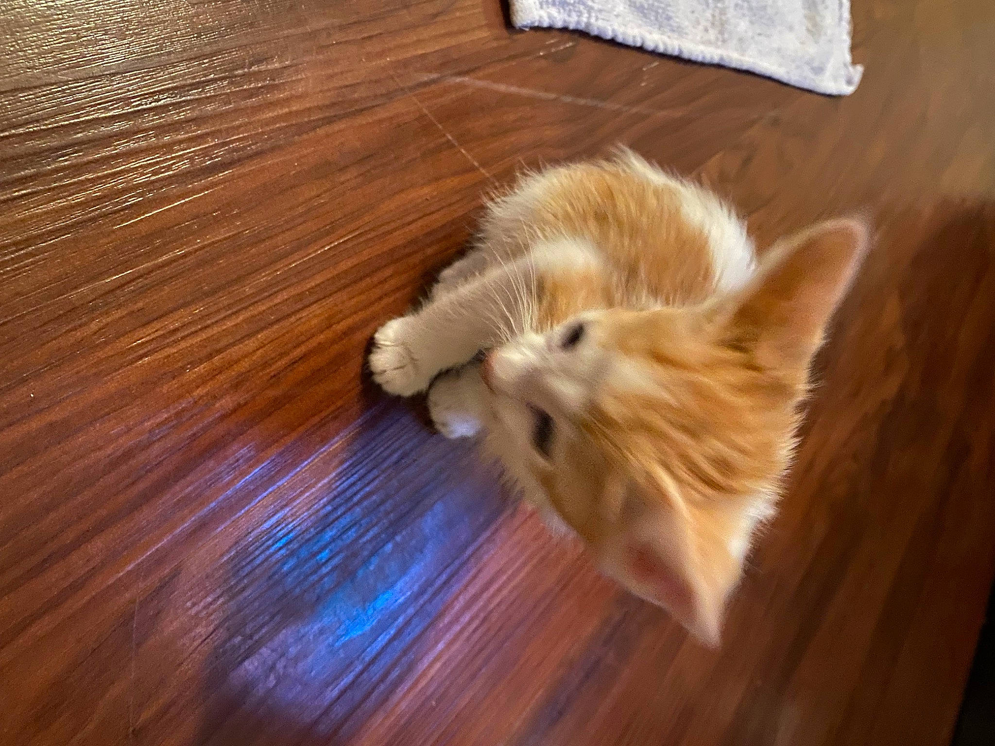 Felipe is registered to the contest to win money with this photo: carnivore, cat, companion_dog, dog_breed, fawn, felidae, floor, flooring, hardwood, laminate_flooring, paw, small_to_medium_sized_cats, snout, sporting_group, tail, varnish, whiskers, wood, wood_flooring, wood_stain