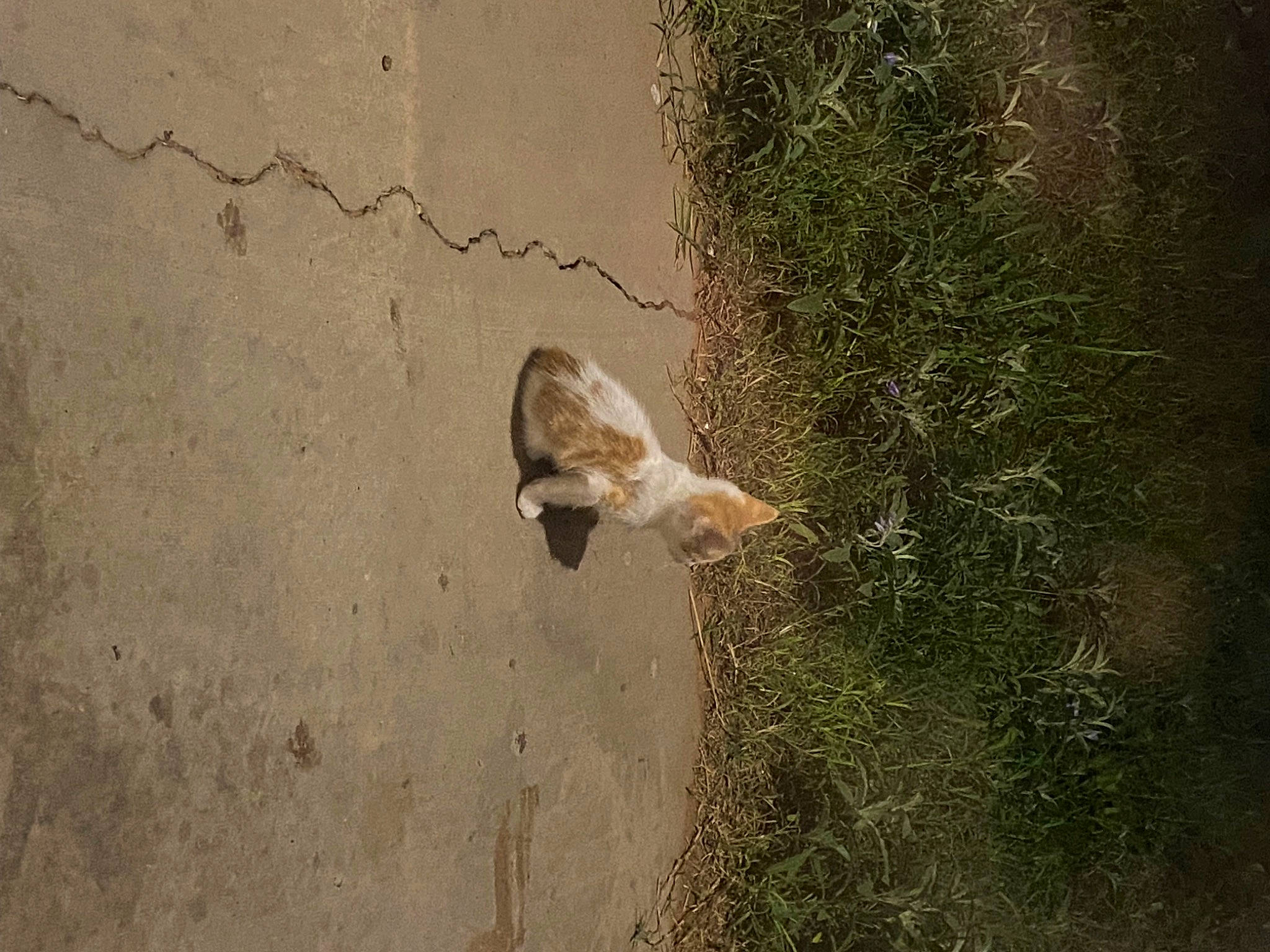 Felipe is registered to the contest to win money with this photo: asphalt, beak, carnivore, concrete, fawn, felidae, grass, landscape, plant, road_surface, shadow, small_to_medium_sized_cats, soil, tail, terrestrial_animal, tree, trunk, wildlife, window, wood