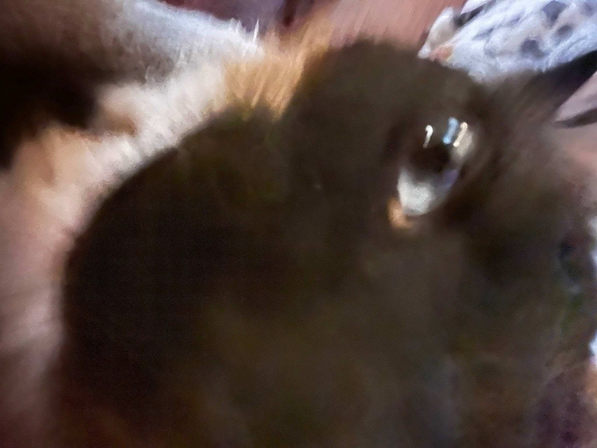 Baby joined the competition — help win amazing prizes! canidae, carnivore, cat, dog_breed, ear, eyelash, fawn, felidae, fur, small_to_medium_sized_cats, snout, sporting_group, terrestrial_animal, whiskers, wildlife