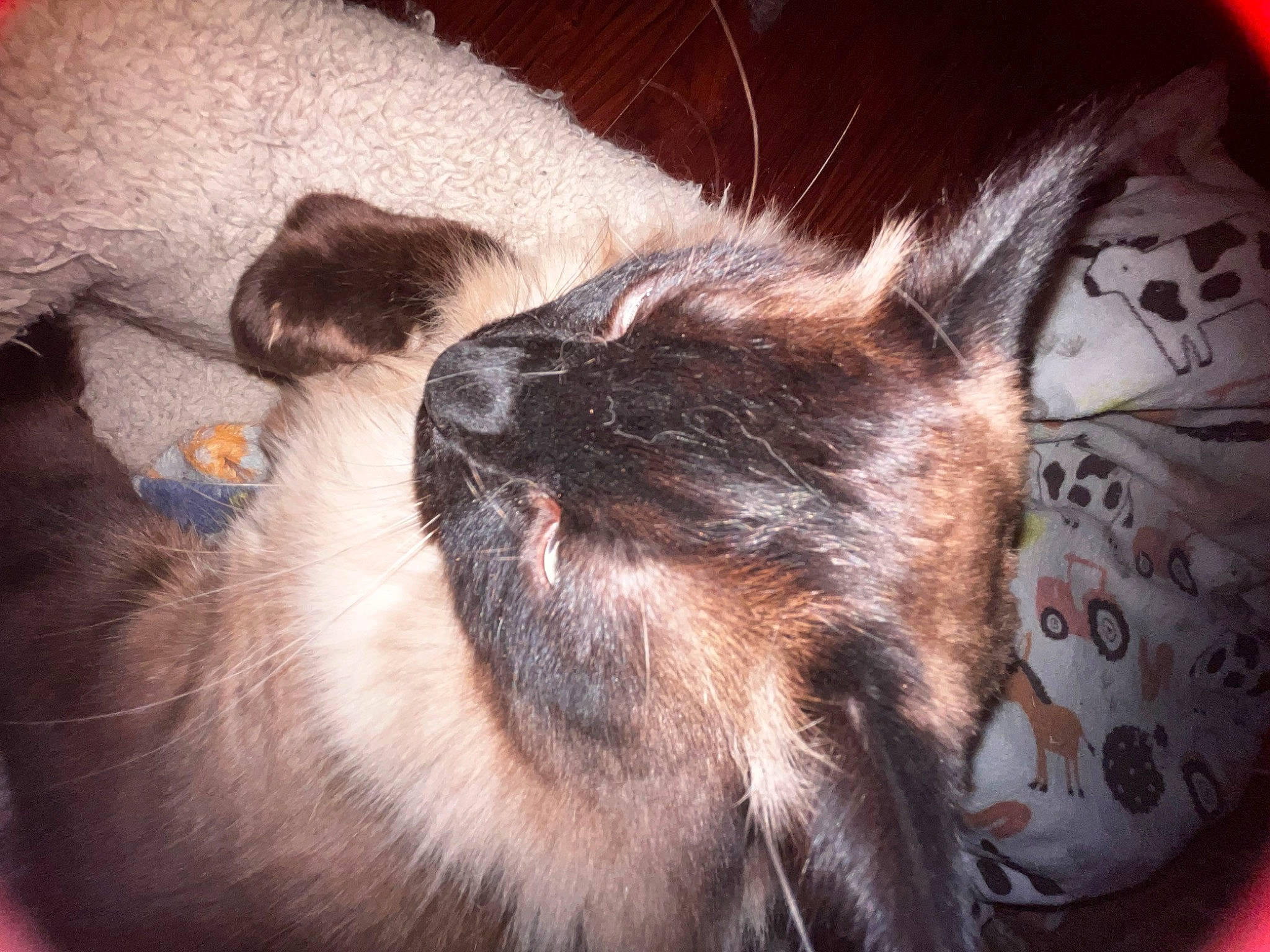 Baby joined the competition — help win amazing prizes! box, carnivore, cat, claw, cloud, comfort, domestic_short_haired_cat, fawn, felidae, fur, nap, paw, siamese, sleep, small_to_medium_sized_cats, square, tail, whiskers