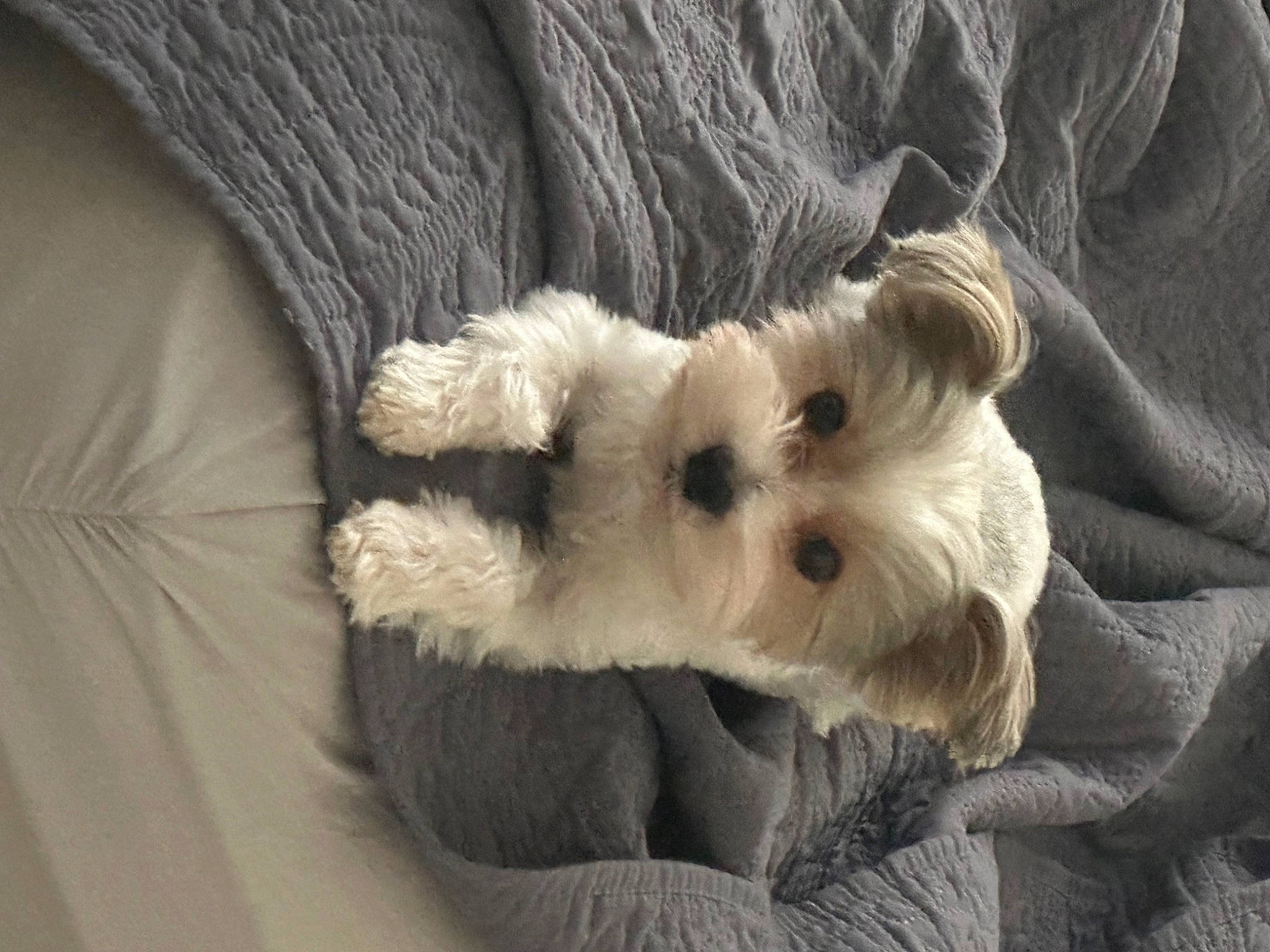 Winston is registered to the contest to win money with this photo: canidae, carnivore, companion_dog, dog, dog_breed, dog_clothes, dog_supply, fawn, fur, paw, small_terrier, snout, sporting_group, stuffed_toy, tail, terrier, toy, toy_dog, whiskers, working_animal